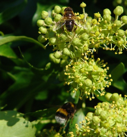 [beefly and luc[3].jpg]