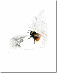 Early Bumble Bee, Bombus pratorum