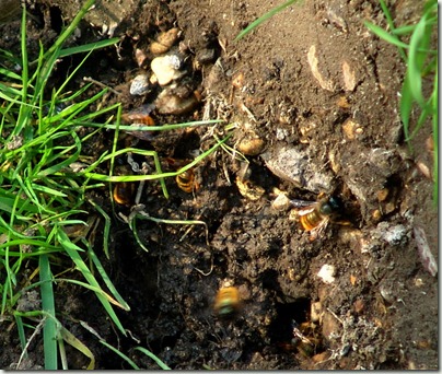 osmia collecting mud osmia collecting mud