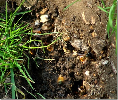 osmia collecting mud