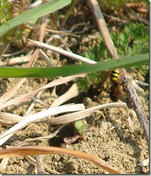 nomada sm nomada sm