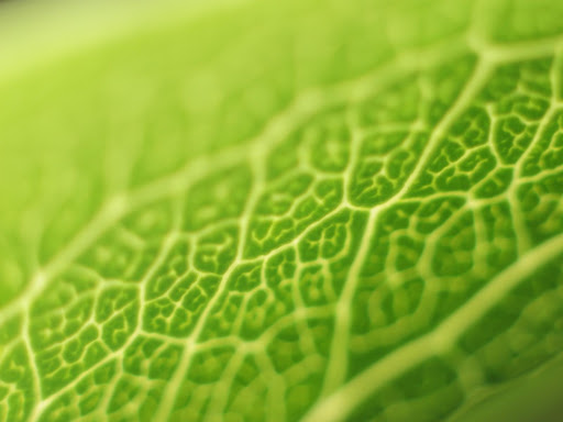 Wide Wallpapers Green