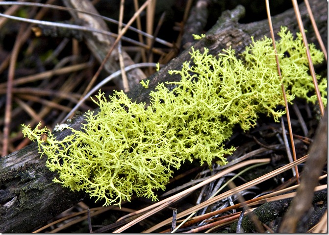 close up moss on log