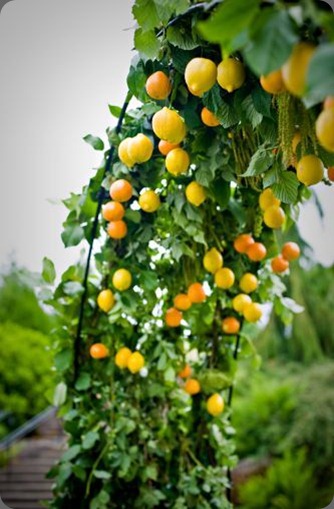 archway-decorated-with-citrus-Oregon-Gardens-Françoise-Weeks