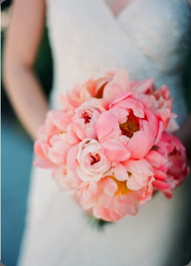 coral-peonies-337x456 gia canali photo