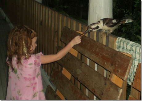 21 seq feeding kookaburra