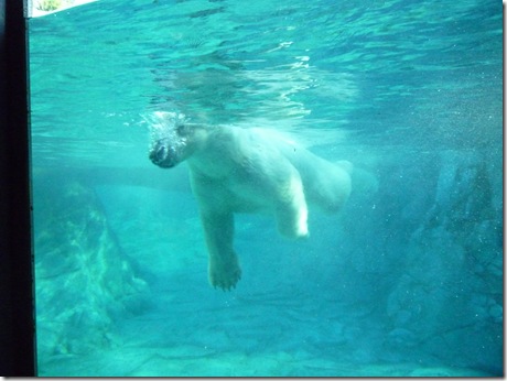 26 seaworld polar bear