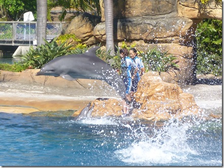 20 seaworld dolphin show