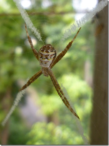 31 spider