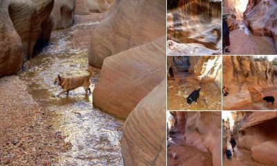 View THE WILLIS SLOT CANYON HIKE NEAR CANNONVILLE, UTAH