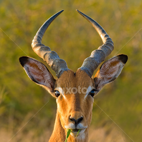 by RN Nobby Clarke - Animals Other Mammals