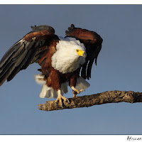 Fish Eagle at Sunset Dam, KNP