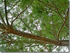 pinetreelimbexample