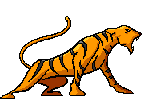 tigre05