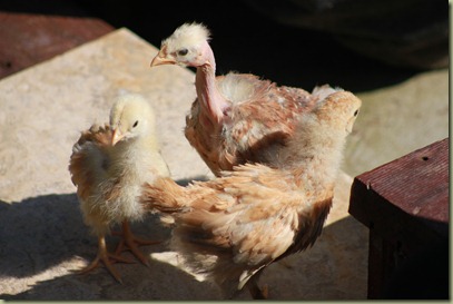 Chicken Babies (1)