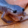 Zigzag Salamander - Lead phase