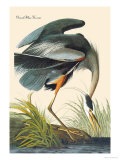 [john-james-audubon-great-blue-heron[4].jpg]