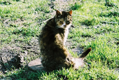 Old feral cat, the original mom to many, Grandma feral