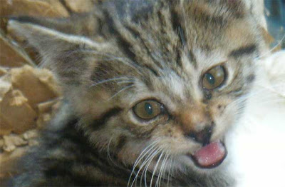 feral kitten tabby found feral cat photo of the day