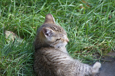 sleeping Tiny Tabby kitten