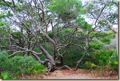 Site Tree