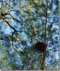 0Big Nest