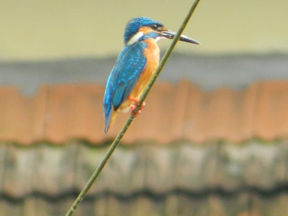 Common Kingfisher