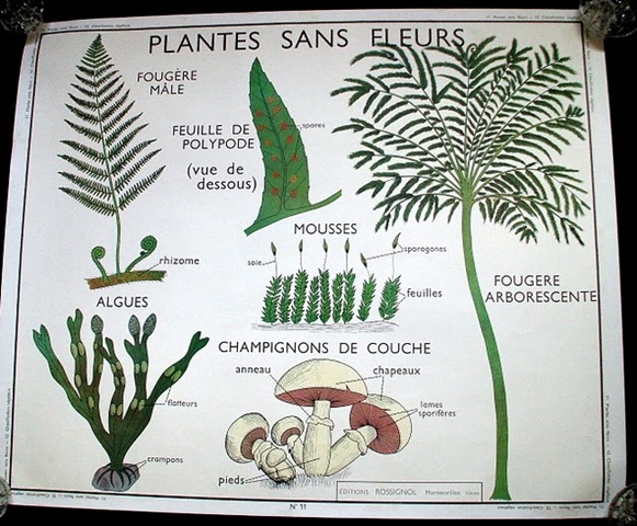 French vintage school poster botanical plant french wall le trip