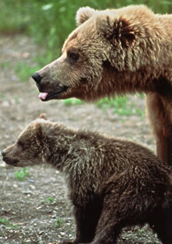 Grizzly_Baby