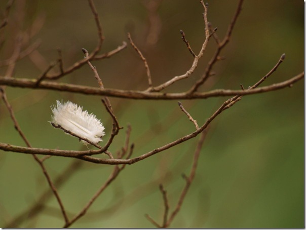 Una pluma bailando en el viento      