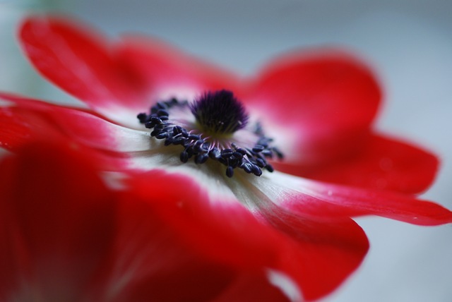 Red anemone profile