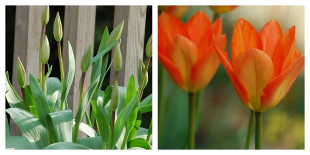 Orange tulip diptic