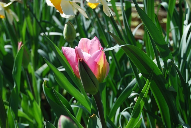 Tulip Christmas Exotic in front bed