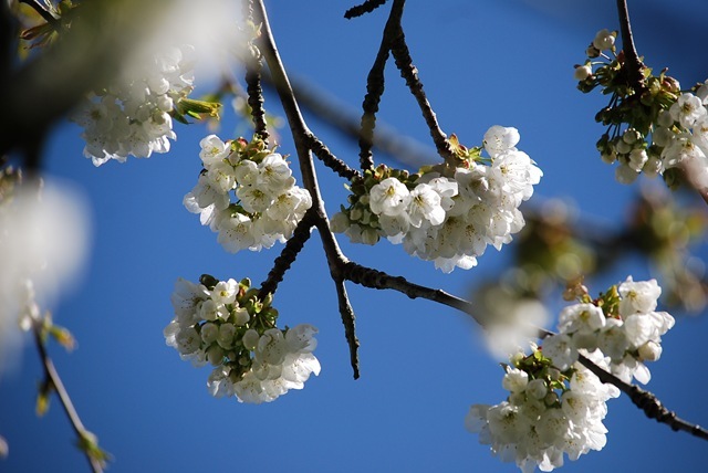 White blossom and blue sky