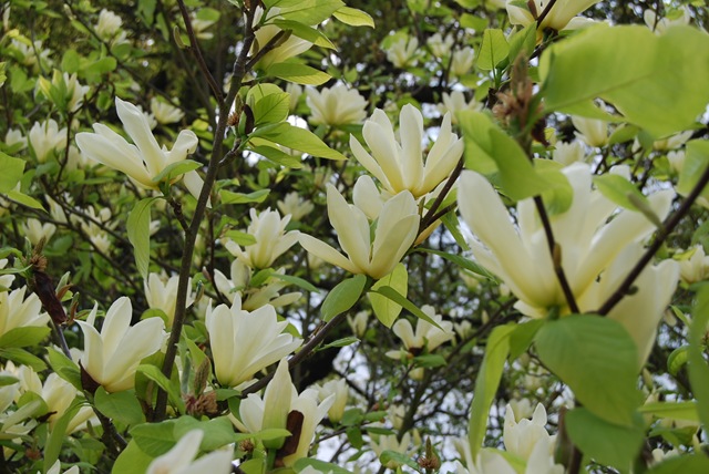 [Kew pale yellow magnolia blooms[3].jpg]