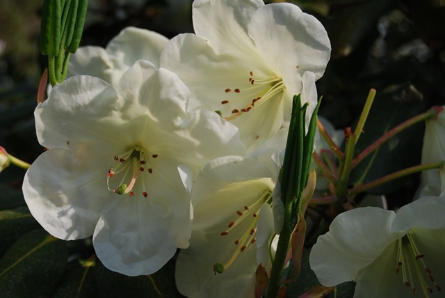 Kew pale lemon rhododendron