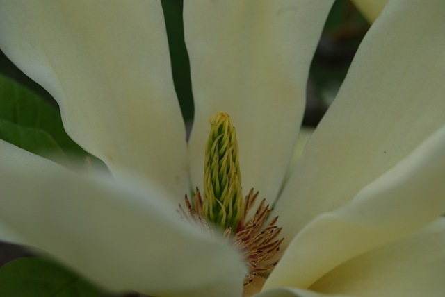Kew pale lemon magnolia flower centre