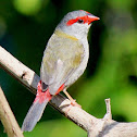 Red-browed Finch