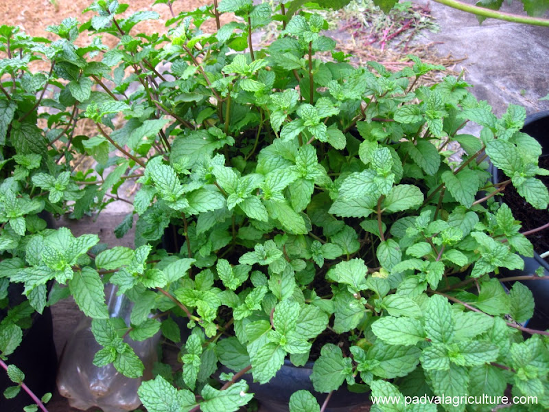 ... Growing Mint Leaves, Mentha without soil, using Simplified Hydroponics