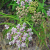 Narrow-leaved milkweed