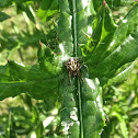 Arabesque Orbweaver