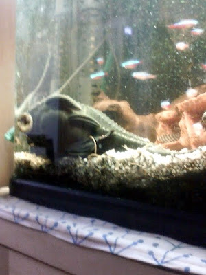 60cm規格１本勝負 お魚