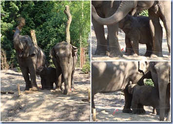 olifanten 24-05-2010