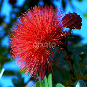 by Jyotirmoy Phukan - Flowers Flowers 2011-2013