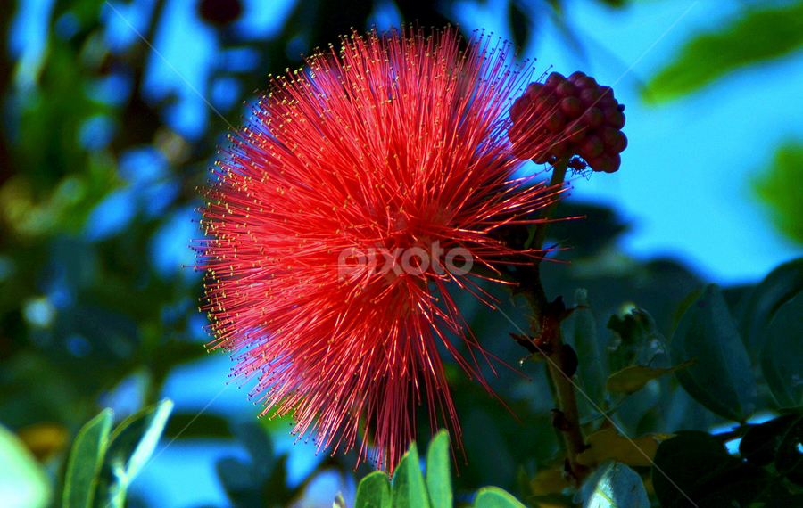 by Jyotirmoy Phukan - Flowers Flowers 2011-2013