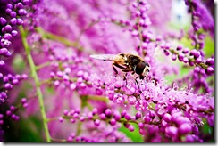 NaturePinkBeeWeb