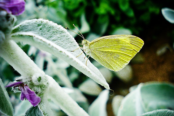 [TextureButterflyWeb[2].jpg]