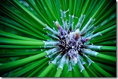 NatureTextureWeb