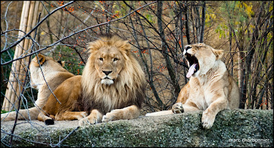 zoo bâle photo lions