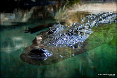 zoo bâle crocodile